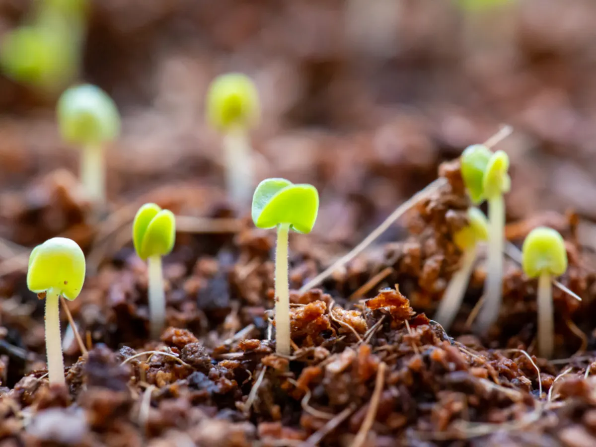 Plântulas recém-emergidas em solo preparado, em detalhe aproximado